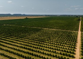 Orchard-ariel-view