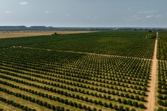 Orchard-ariel-view